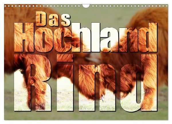 Das Hochlandrind (Wandkalender 2026 DIN A3 quer), CALVENDO Monatskalender