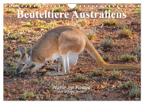 Beuteltiere Australiens (Wandkalender 2026 DIN A4 quer), CALVENDO Monatskalender