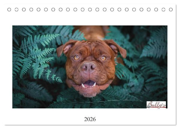 Wunderschöne Bulldoggen (Tischkalender 2026 DIN A5 quer), CALVENDO Monatskalender