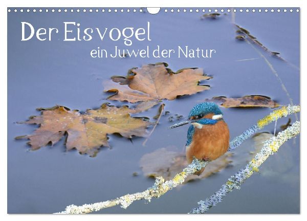 Der Eisvogel, ein Juwel der Natur (Wandkalender 2026 DIN A3 quer), CALVENDO Monatskalender