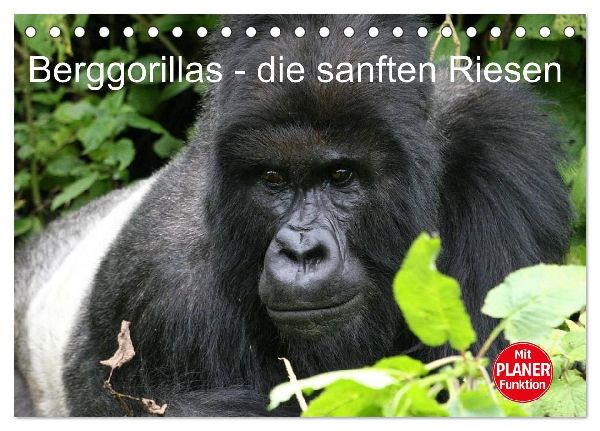 Berggorillas - die sanften Riesen (Tischkalender 2026 DIN A5 quer), CALVENDO Monatskalender