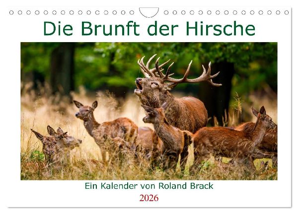 Die Brunft der Hirsche (Wandkalender 2026 DIN A4 quer), CALVENDO Monatskalender