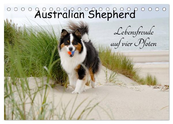 Australian Shepherd - Lebensfreude auf vier Pfoten (Tischkalender 2026 DIN A5 quer), CALVENDO Monatskalender