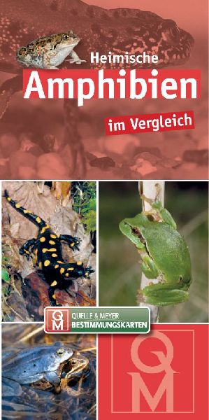 Heimische Amphibien im Vergleich