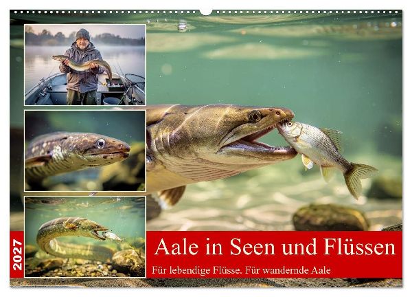 Aale in Seen und Flüssen (Wandkalender 2027 DIN A2 quer), CALVENDO Monatskalender