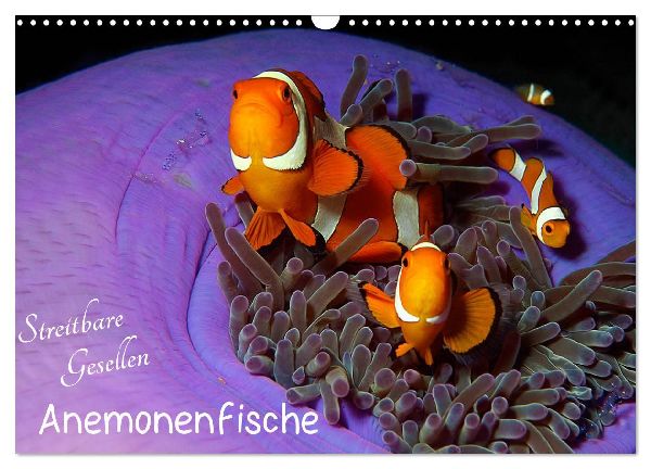 Anemonenfische - Streitbare Gesellen (Wandkalender 2026 DIN A3 quer), CALVENDO Monatskalender