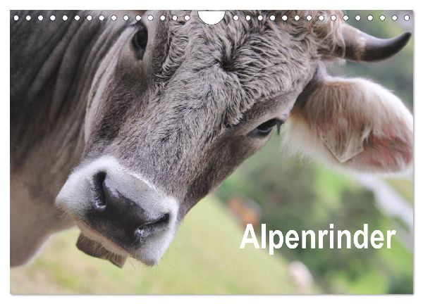 Alpenrinder (Wandkalender 2026 DIN A4 quer), CALVENDO Monatskalender