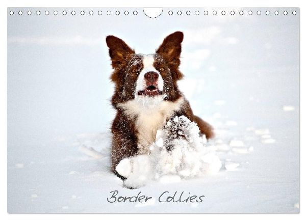 Border Collies (Wandkalender 2026 DIN A4 quer), CALVENDO Monatskalender