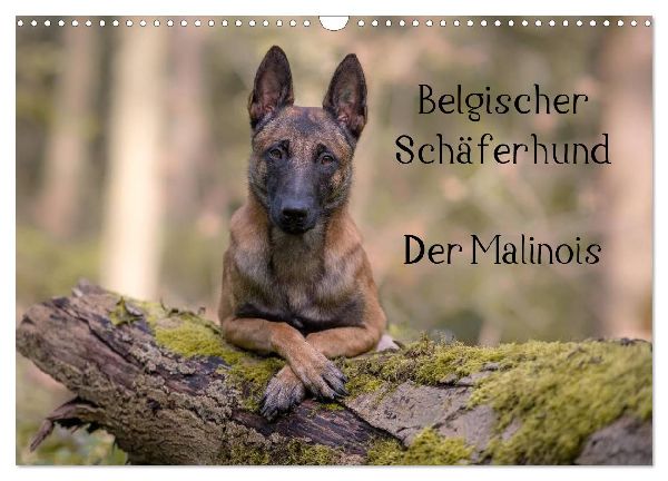 Belgischer Schäferhund - Der Malinois (Wandkalender 2026 DIN A3 quer), CALVENDO Monatskalender