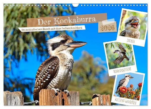 Der Kookaburra - Im australischen Busch mit dem lachenden Hans (Wandkalender 2026 DIN A3 quer), CALVENDO Monatskalender