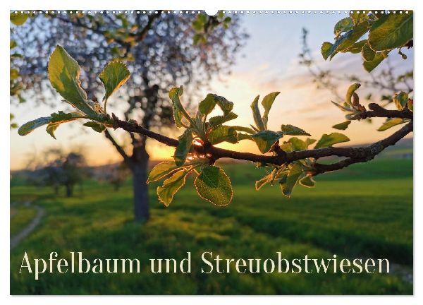 Apfelbaum und Streuobstwiesen (Wandkalender 2026 DIN A2 quer), CALVENDO Monatskalender