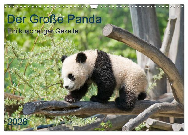 Der Große Panda Ein kuscheliger Geselle (Wandkalender 2026 DIN A3 quer), CALVENDO Monatskalender
