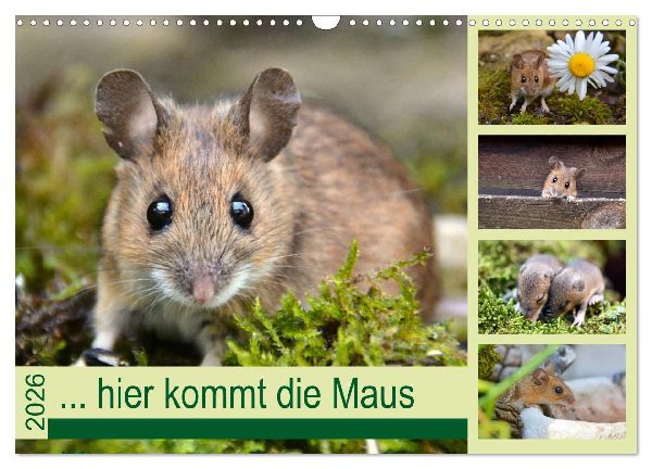 ... hier kommt die Maus ... (Wandkalender 2026 DIN A3 quer), CALVENDO Monatskalender