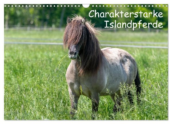 Charakterstarke Islandpferde (Wandkalender 2026 DIN A3 quer), CALVENDO Monatskalender