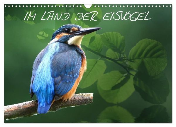 IM LAND DER EISVÖGEL (Wandkalender 2026 DIN A3 quer), CALVENDO Monatskalender