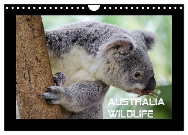 Australia Wildlife (Wandkalender 2026 DIN A4 quer), CALVENDO Monatskalender