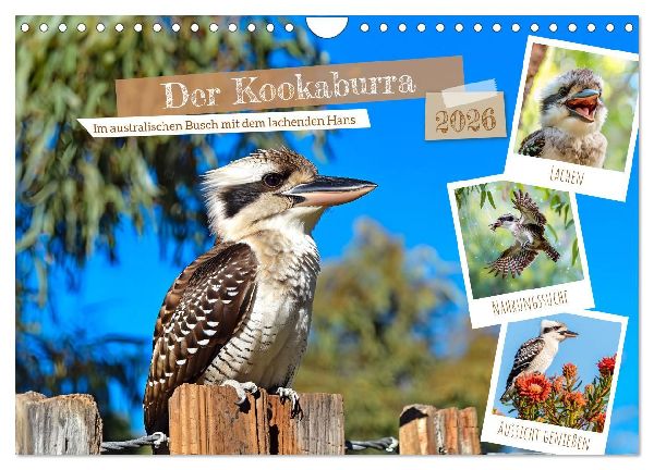 Der Kookaburra - Im australischen Busch mit dem lachenden Hans (Wandkalender 2026 DIN A4 quer), CALVENDO Monatskalender