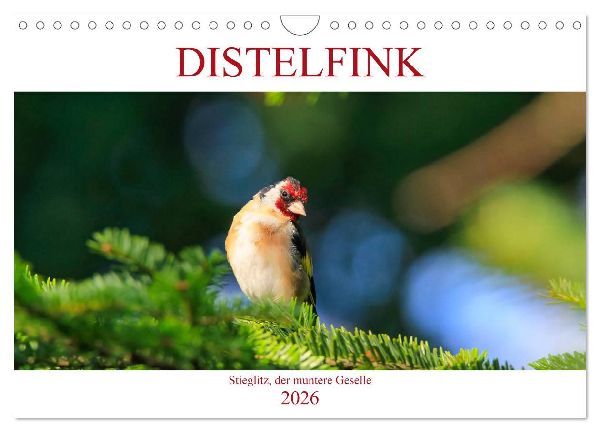Distelfink (Wandkalender 2026 DIN A4 quer), CALVENDO Monatskalender