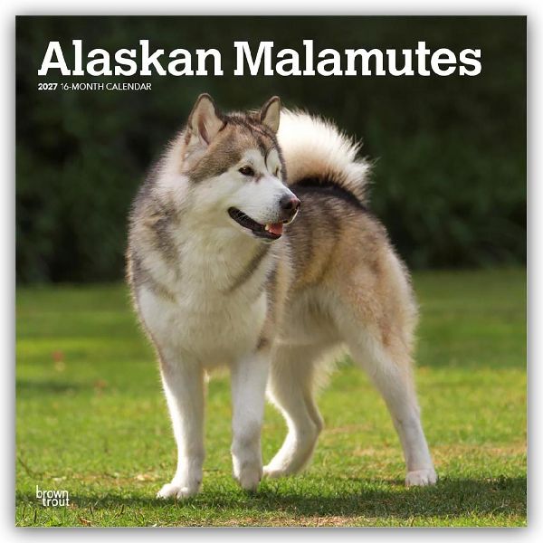Alaskan Malamutes 2027 - 16-Monatskalender