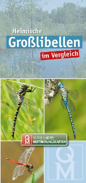 Heimische Großlibellen im Vergleich