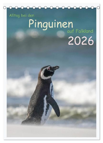 Alltag bei den Pinguinen auf Falkland (Tischkalender 2026 DIN A5 hoch), CALVENDO Monatskalender