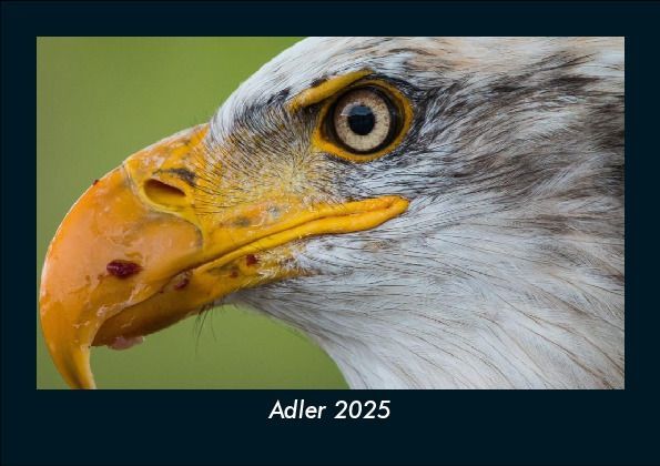 Adler 2025 Fotokalender DIN A5