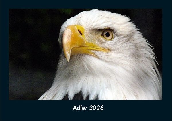 Adler 2026 Fotokalender DIN A4