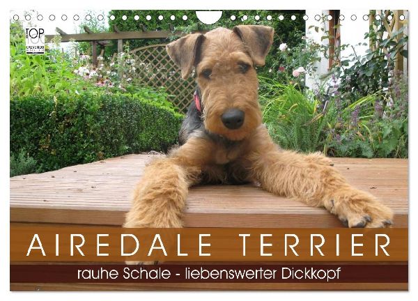 Airedale Terrier (Wandkalender 2026 DIN A4 quer), CALVENDO Monatskalender