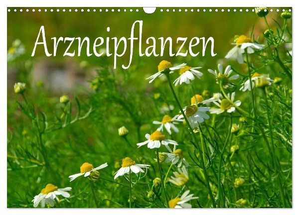 Arzneipflanzen (Wandkalender 2026 DIN A3 quer), CALVENDO Monatskalender
