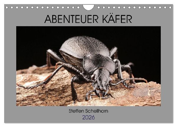 ABENTEUER KÄFER (Wandkalender 2026 DIN A4 quer), CALVENDO Monatskalender