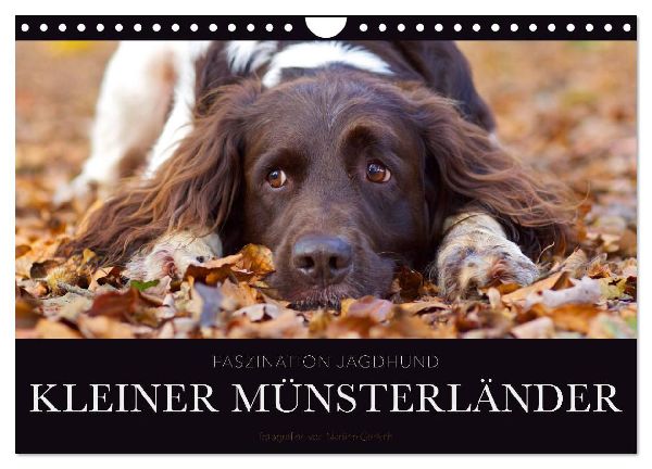 Faszination Jagdhund - Kleiner Münsterländer (Wandkalender 2026 DIN A4 quer), CALVENDO Monatskalender