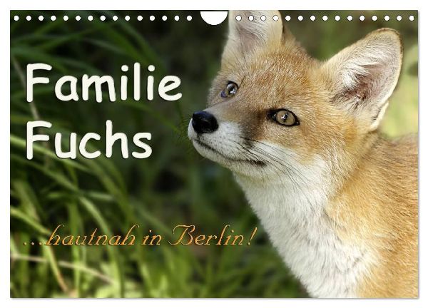 Familie Fuchs hautnah in Berlin (Wandkalender 2026 DIN A4 quer), CALVENDO Monatskalender