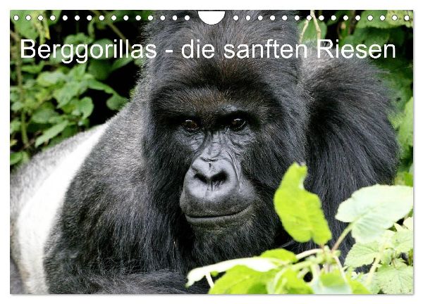 Berggorillas - die sanften Riesen (Wandkalender 2026 DIN A4 quer), CALVENDO Monatskalender