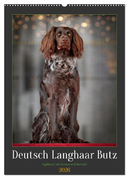 Deutsch Langhaar Butz - Jagdhund mit Passion und Herzblut (Wandkalender 2026 DIN A2 hoch), CALVENDO Monatskalender