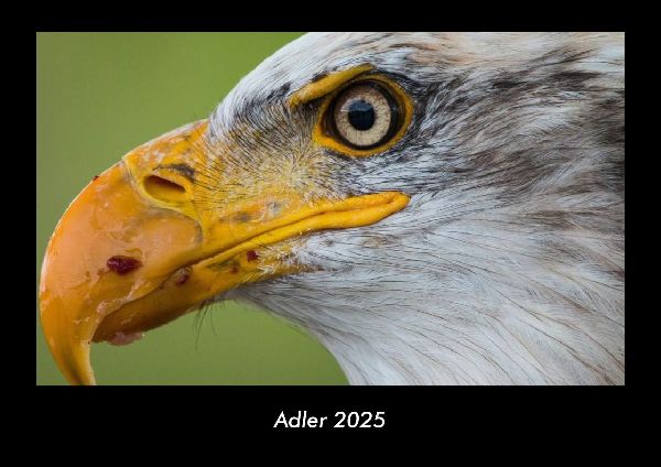 Adler 2025 Fotokalender DIN A3