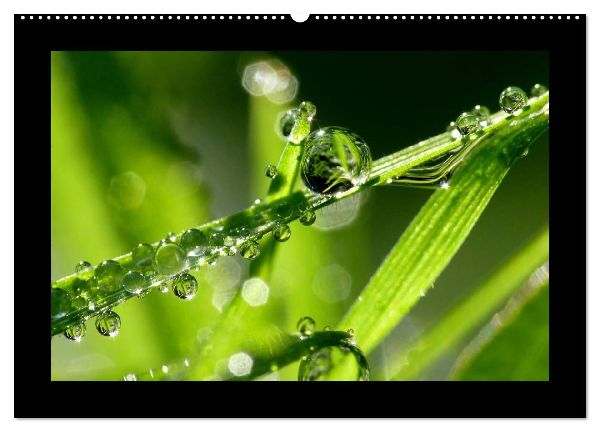 Meine kleine grüne Wassertropfen Welt (Wandkalender 2026 DIN A2 quer), CALVENDO Monatskalender
