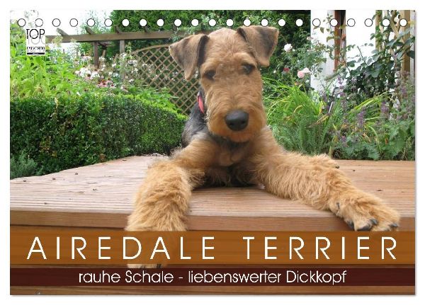 Airedale Terrier (Tischkalender 2026 DIN A5 quer), CALVENDO Monatskalender