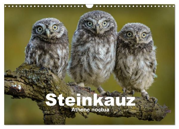 Steinkäuze (Athene noctua) (Wandkalender 2026 DIN A3 quer), CALVENDO Monatskalender