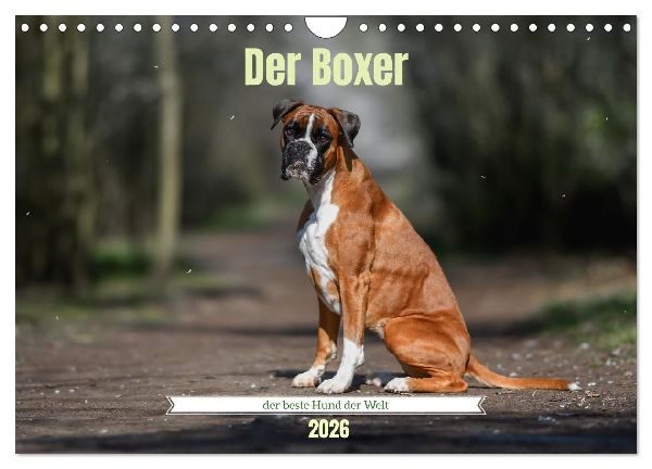 Der Boxer, der beste Hund der Welt (Wandkalender 2026 DIN A4 quer), CALVENDO Monatskalender