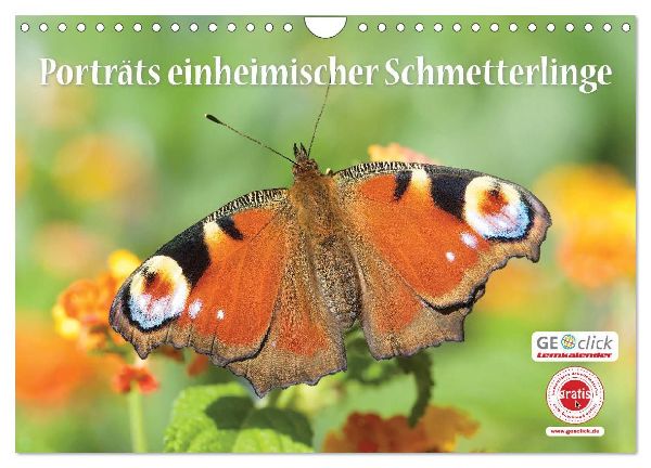 GEOclick Lernkalender: Porträts einheimischer Schmetterlinge (Wandkalender 2026 DIN A4 quer), CALVENDO Monatskalender