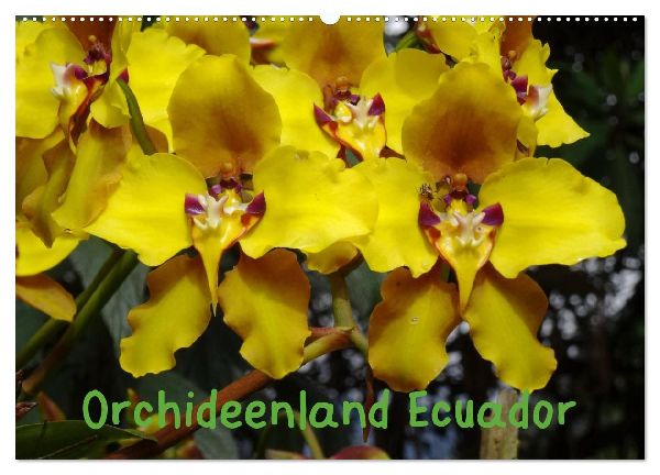 Orchideenland Ecuador (Wandkalender 2026 DIN A2 quer), CALVENDO Monatskalender