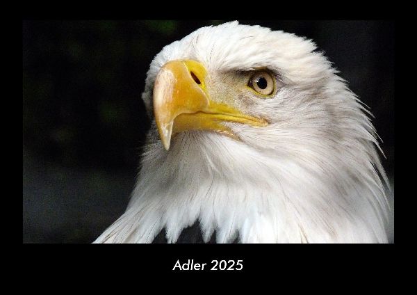 Adler 2025 Fotokalender DIN A3